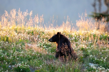 bear cub sunset